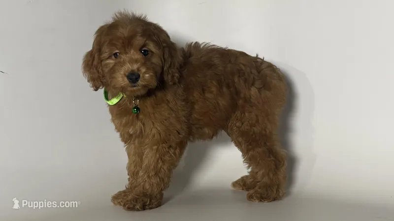 Red Mini Goldendoodles  – Goldendoodle, Miniature Goldendoodle puppy for sale in Garden Grove, CA