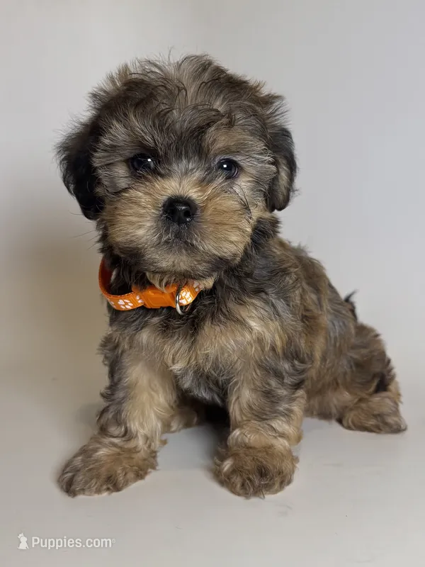 💕Brown Puppy ❤️💘 – Yorkipoo, Mal Shi puppy for sale in Garden Grove, CA