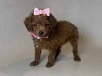 TINY Female Poodle, a female Poodle - Toy  for sale in Garden Grove, CA – 1 of 2