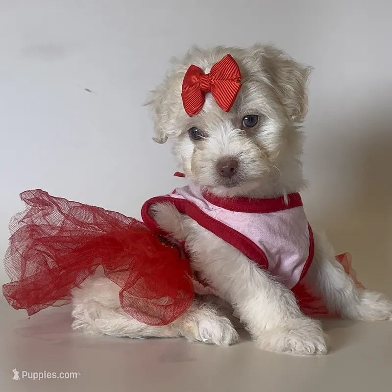 T-CUP Maltipoo Puppy 🐶  – Maltipoo, Poodle - Toy  puppy for sale in Garden Grove, CA