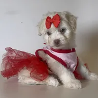 T-CUP Maltipoo Puppy 🐶 , a female Maltipoo and Poodle - Toy  for sale in Garden Grove, CA – 1 of 1