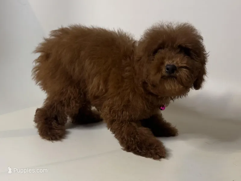 Female TOY Poodle , a female Poodle - Toy  and Poodle - Miniature  for sale in Garden Grove, CA – Photo 1 of 1