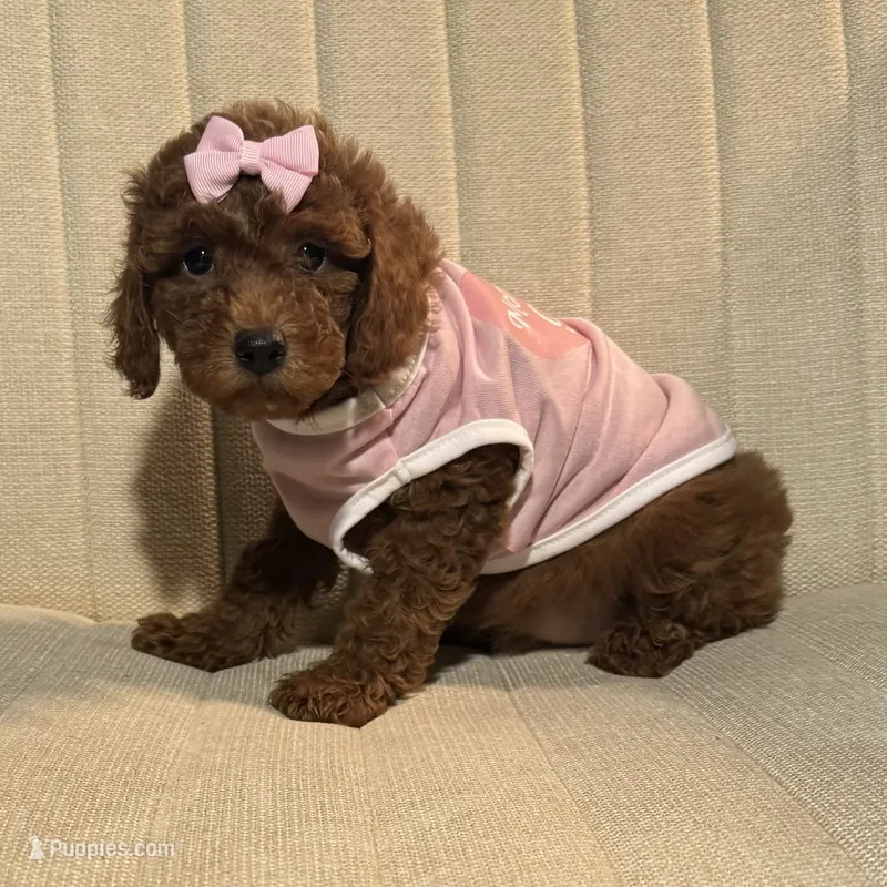Dark RED Toy Poodle – Poodle - Toy , Poodle - Miniature  puppy for sale in Garden Grove, CA