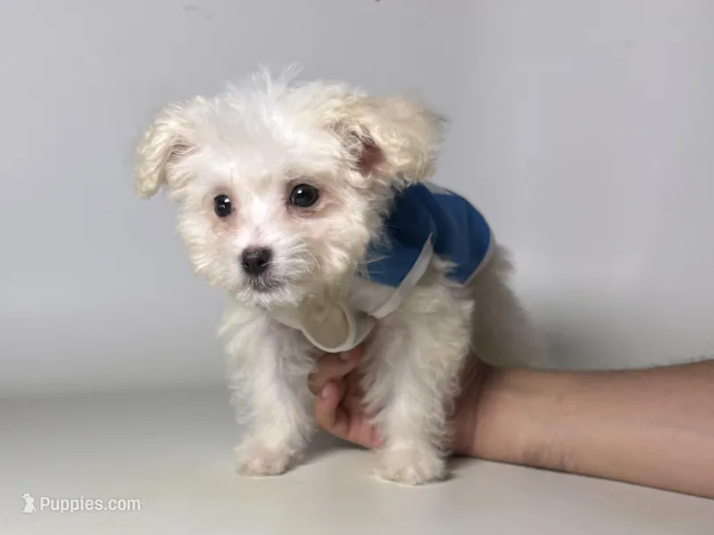 XS Malti-Poo – Maltipoo, Poodle - Toy  puppy for sale in Garden Grove, CA
