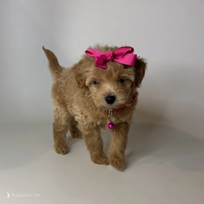 TCUP Maltipoo 🐾💗