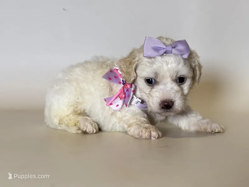 MaltiPoo Baby 🩷  – Maltipoo, Maltese puppy for sale in Garden Grove, CA