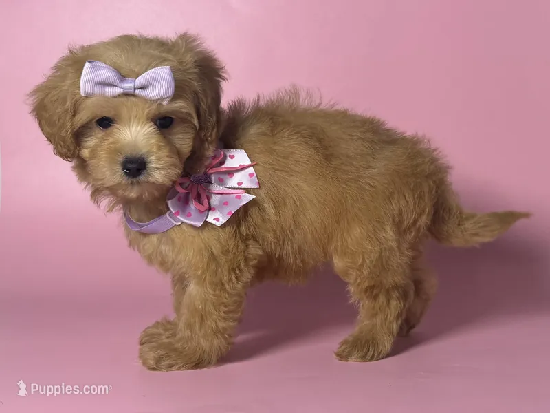 Beautiful Maltipoo 🩷