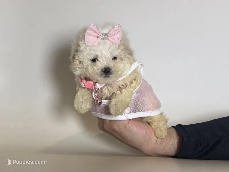 TRUE Teacup 🩷 – Maltipoo, Maltese puppy for sale in Garden Grove, CA