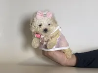 TRUE Teacup 🩷, a female Maltipoo and Maltese for sale in Garden Grove, CA – Photo 1 of 2