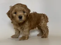 Red Apricot Puppy, a male Maltipoo and Poodle - Toy  for sale in Garden Grove, CA – 2 of 2
