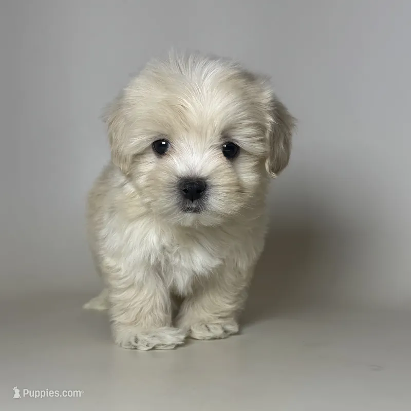 TEACUP Teddy Maltipoo  – Maltipoo, Poodle - Toy  puppy for sale in Garden Grove, CA