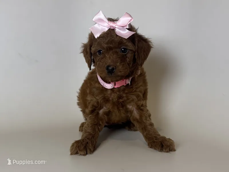💗Teddy Face Red Toy Female 🐻💗 – Poodle - Toy  puppy for sale in Garden Grove, CA