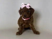 💗Teddy Face Red Toy Female 🐻💗, a female Poodle - Toy  for sale in Garden Grove, CA – 1 of 2