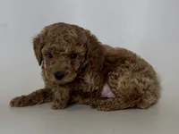 🤎Teacup Teddy Bear 🐻🤎, a male Poodle - Toy  and Poodle - Miniature  for sale in Garden Grove, CA – 1 of 2