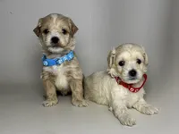 XS Teacup Maltipoo , a male Maltipoo and Poodle - Toy  for sale in Garden Grove, CA – 2 of 2