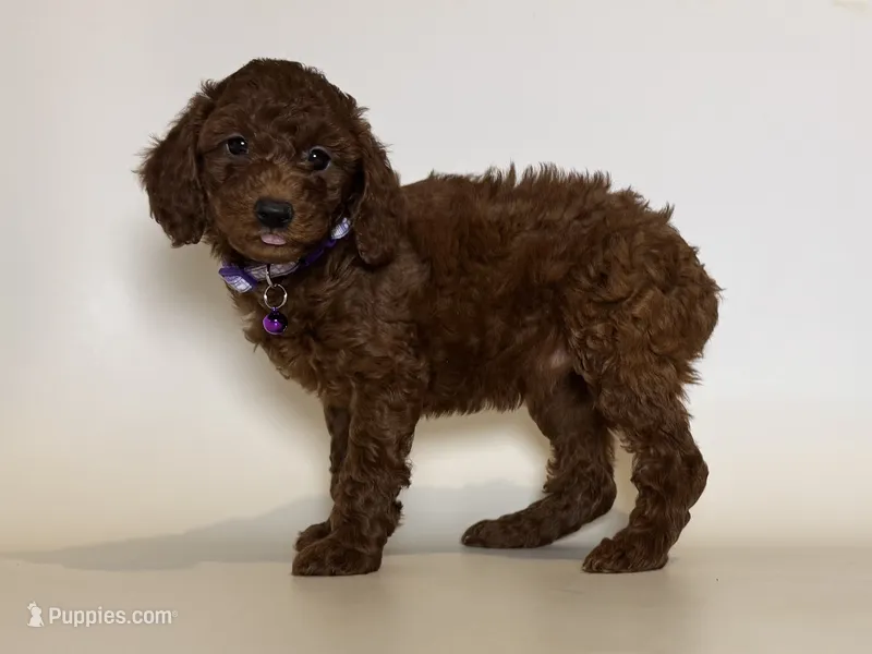 Red TOY Poodle 🧸 – Poodle - Toy , Poodle - Miniature  puppy for sale in Garden Grove, CA