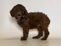 Red TOY Poodle 🧸, a female Poodle - Toy  and Poodle - Miniature  for sale in Garden Grove, CA – 1 of 1