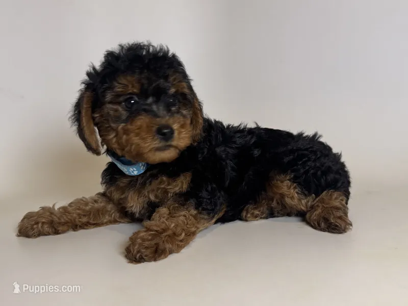 🤎 Perfect ToY Puppy 🤎 – Yorkipoo, Mal Shi puppy for sale in Garden Grove, CA