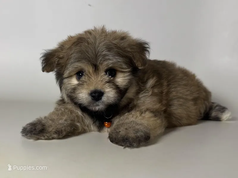 Malti-Poo 💙 🐶 , a male Maltipoo and Shihpoo for sale in Garden Grove, CA – Photo 1 of 1