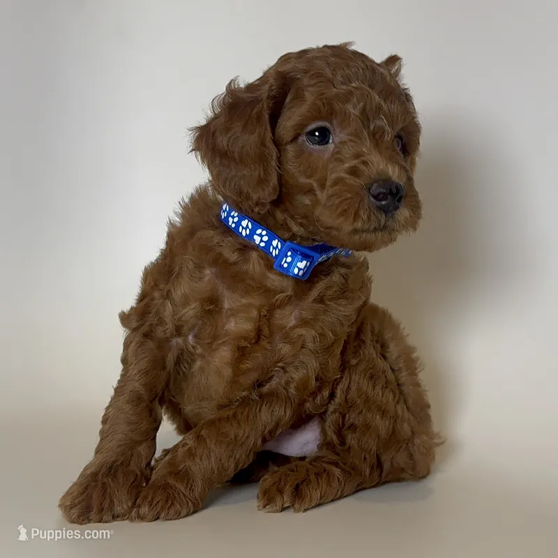 Dark Red Toy Poodle  – Poodle - Toy , Poodle - Miniature  puppy for sale in Garden Grove, CA