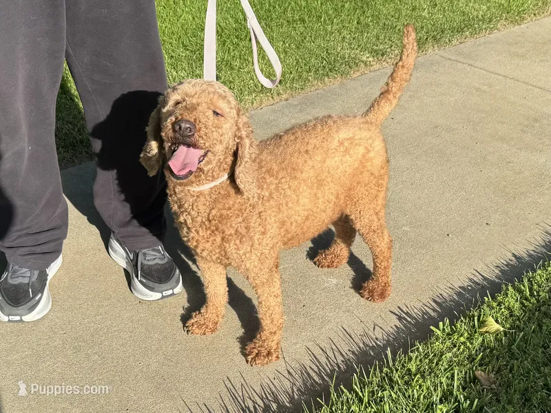 Mini Doodle for Adoption  – Goldendoodle, Miniature Goldendoodle puppy for sale in Garden Grove, CA