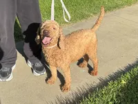 Mini Doodle for Adoption , a female Goldendoodle and Miniature Goldendoodle for sale in Garden Grove, CA – 1 of 1