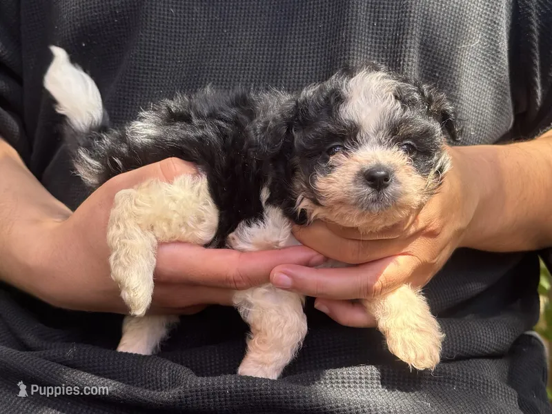 Oreo – Maltipoo, Shihpoo puppy for sale in Garden Grove, CA