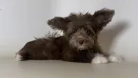 Chocolate Puppy 🐾, a male Maltipoo and Morkie for sale in Garden Grove, CA – 1 of 1