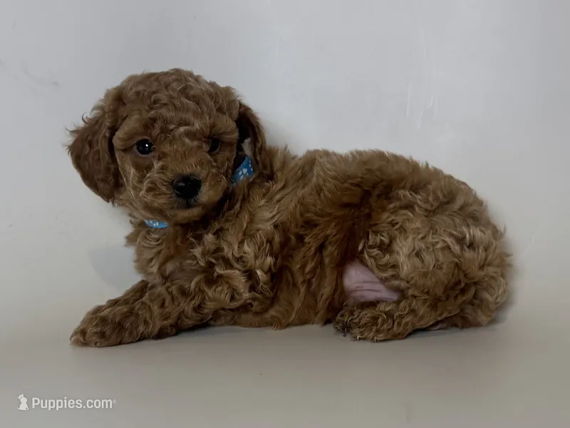 TINY XS Poodle Puppy – Poodle - Toy  puppy for sale in Garden Grove, CA