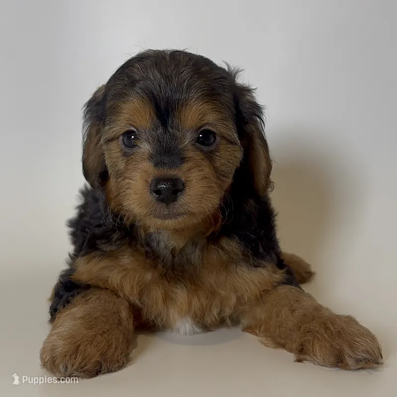 TOBY – Yorkshire Terrier puppy for sale in Garden Grove, CA