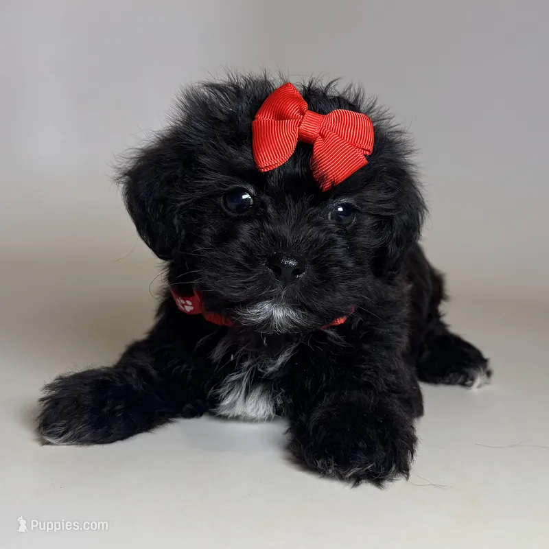 XXS Malti-Poo Puppy  – Maltipoo, Shihpoo puppy for sale in Garden Grove, CA