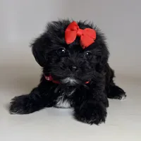 XXS Malti-Poo Puppy , a female Maltipoo and Shihpoo for sale in Garden Grove, CA – 1 of 2