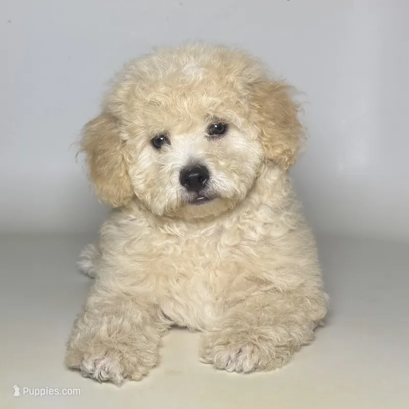 Miniature Labradoodle  – Poodle - Toy , Miniature Labradoodle puppy for sale in Garden Grove, CA