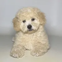 Miniature Labradoodle , a male Poodle - Toy  and Miniature Labradoodle for sale in Garden Grove, CA – 1 of 1