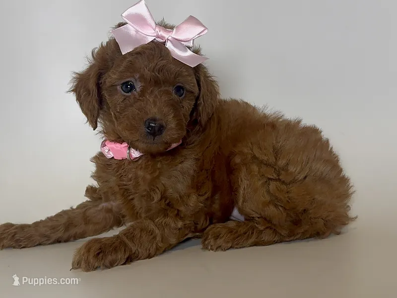 Purebred Red Poodle – Poodle - Toy  puppy for sale in Garden Grove, CA
