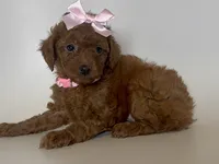 Purebred Red Poodle, a female Poodle - Toy  for sale in Garden Grove, CA – 1 of 2