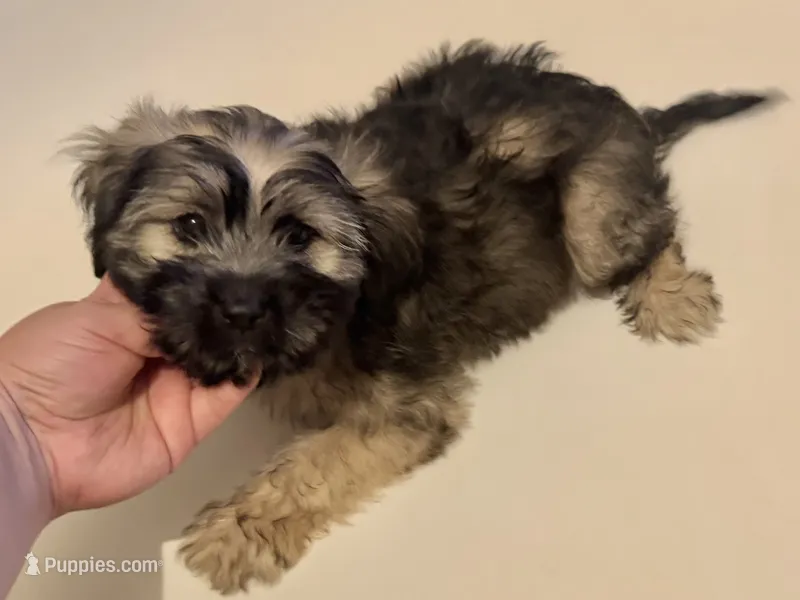 Bernedoodle – Poodle - Toy , Miniature Bernedoodle puppy for sale in Garden Grove, CA