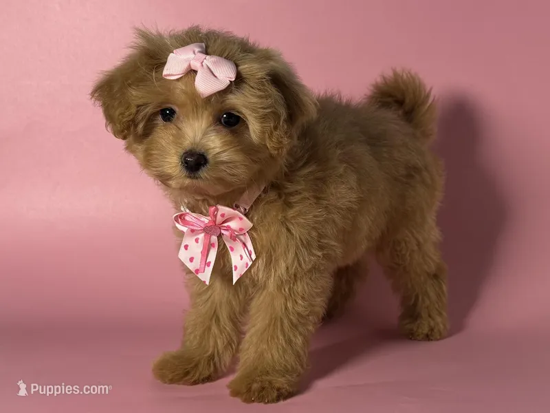 Maltipoo/Poodle ❤️