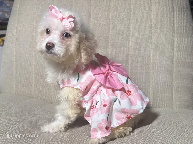 White Maltipoo 🤍🐶 – Maltipoo, Poodle - Toy  puppy for sale in Garden Grove, CA