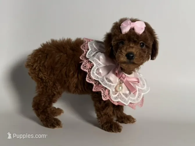 RED Female Poodle  – Poodle - Toy , Poodle - Miniature  puppy for sale in Garden Grove, CA