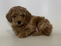 Teacup Poodle ❤️, a male Poodle - Toy  for sale in Garden Grove, CA – 1 of 2