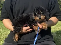 MARLO, a male Poodle - Toy  and Miniature Bernedoodle for sale in Garden Grove, CA – 1 of 1