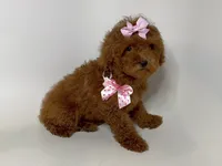 Female Toy Poodle 🐩 , a male Poodle - Toy  and Poodle - Miniature  for sale in Garden Grove, CA – 1 of 1