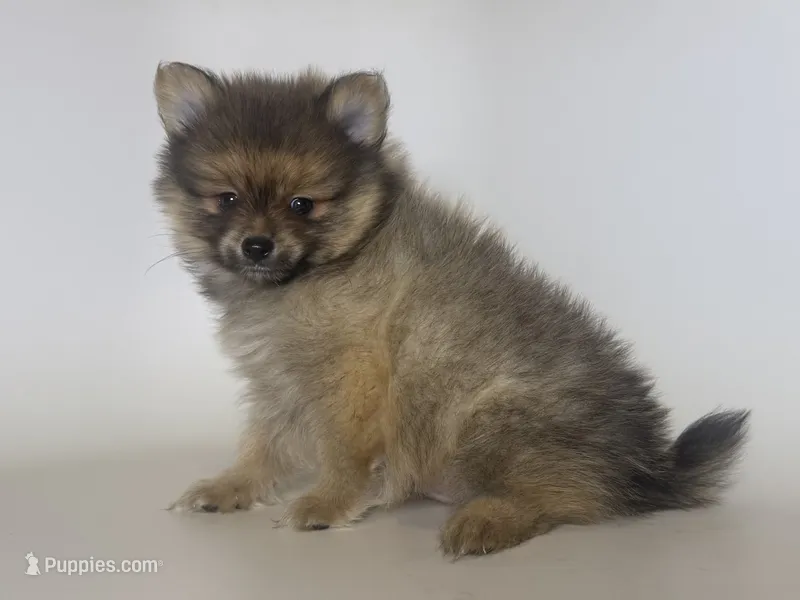 TeddyBear Pomeranian  – Pomeranian puppy for sale in Garden Grove, CA