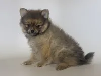 TeddyBear Pomeranian , a male Pomeranian for sale in Garden Grove, CA – 1 of 1