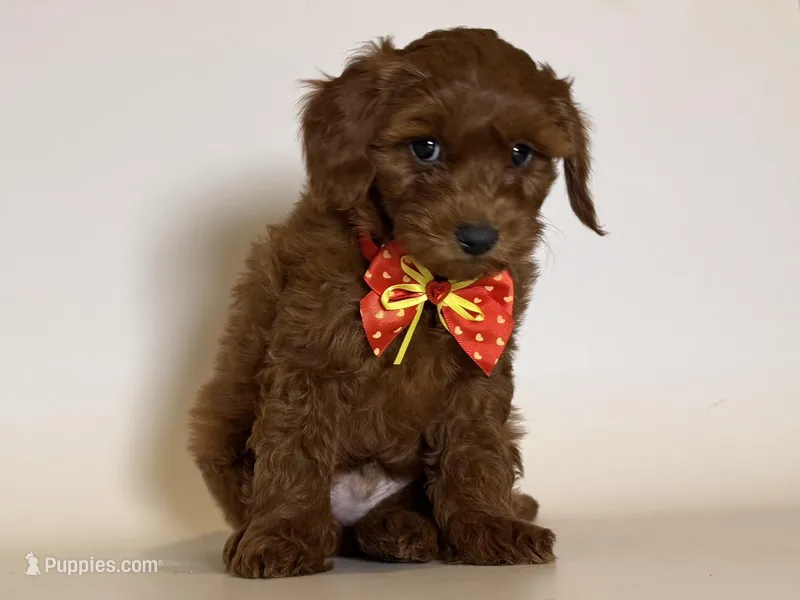 Golden Doodle Puppy – Goldendoodle, Miniature Goldendoodle puppy for sale in Garden Grove, CA