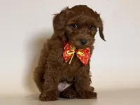 Golden Doodle Puppy, a male Goldendoodle and Miniature Goldendoodle for sale in Garden Grove, CA – 1 of 1
