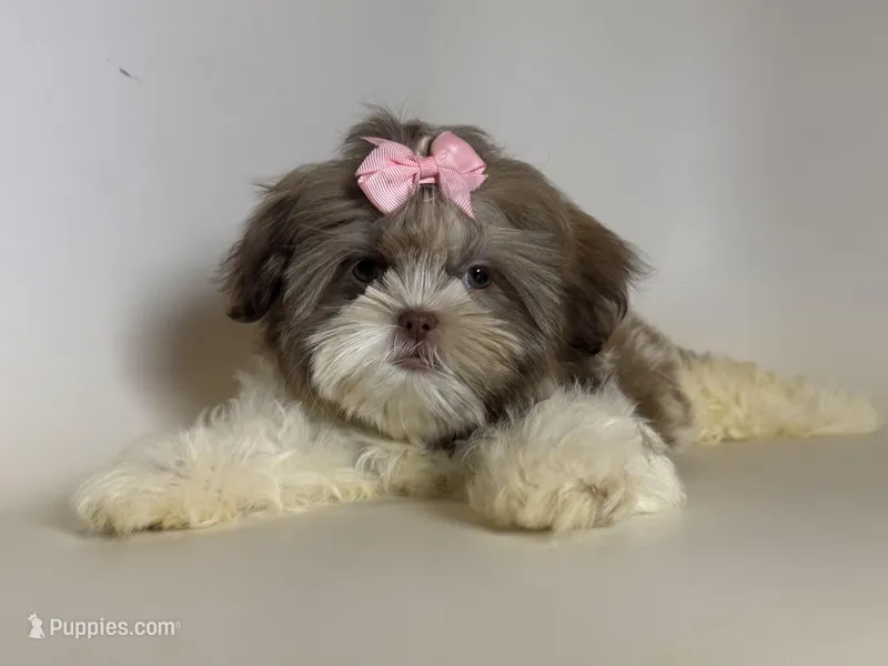 Imperial Shih Tzu  – Shih Tzu puppy for sale in Garden Grove, CA