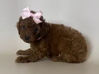 Red Toy Poodle , a female Poodle - Toy  for sale in Garden Grove, CA – 1 of 2