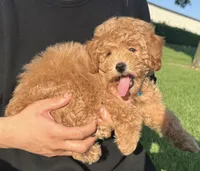 Female Mini Goldendoodle , a female Poodle - Toy  and Miniature Goldendoodle for sale in Garden Grove, CA – 1 of 1